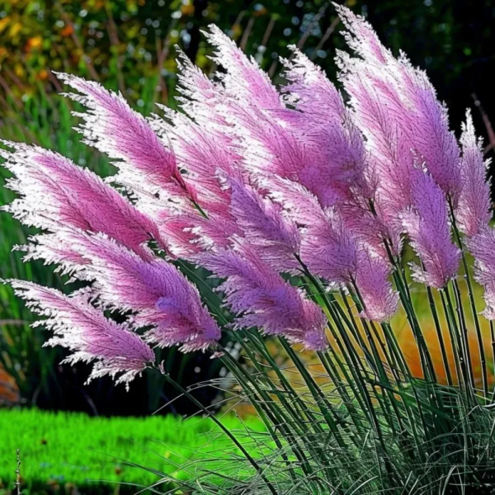 Pampaanruoho 'Pampas Plume' vaaleanpunainen