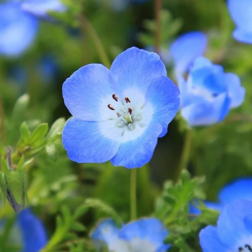 Nemophila – sininen