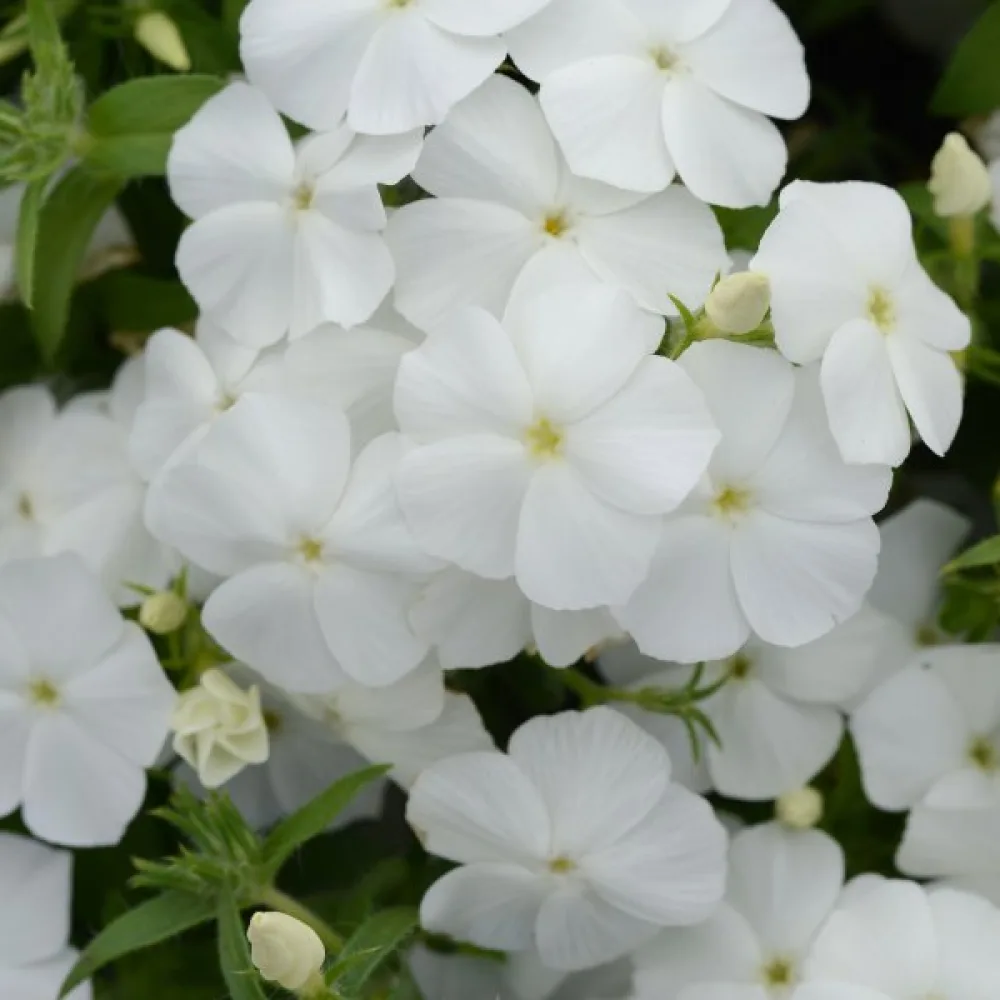 Kesäleimu 'Beauty White'