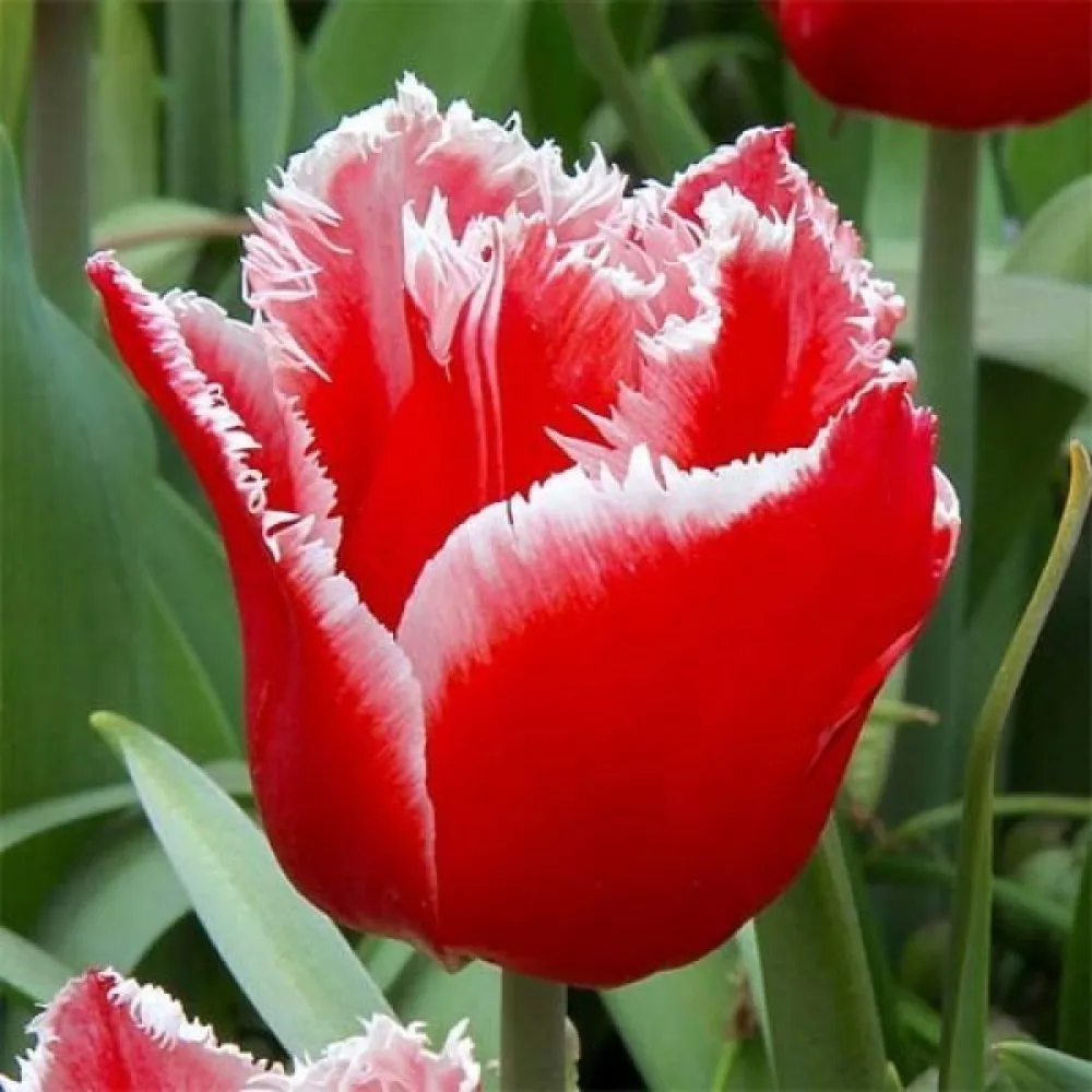 Tulppaani 'Canasta'