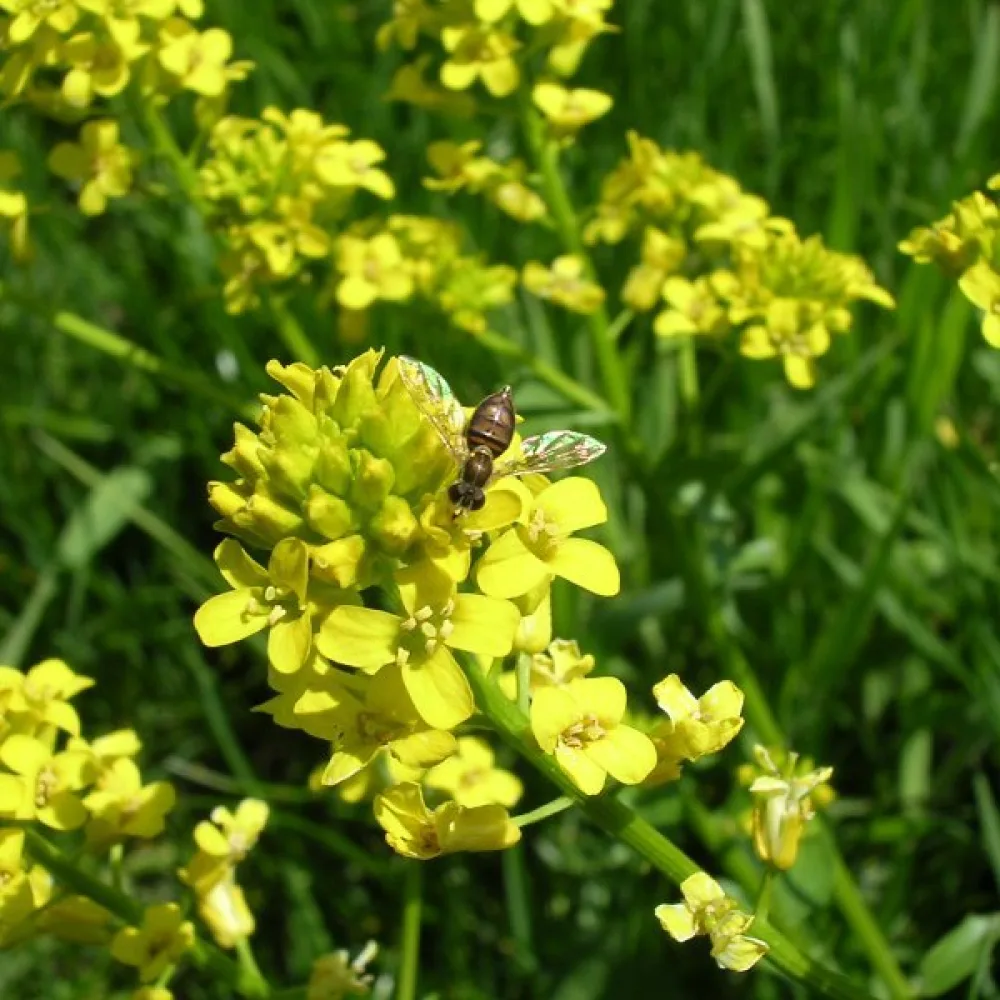 Peltokanankaali Barbarea vulgaris