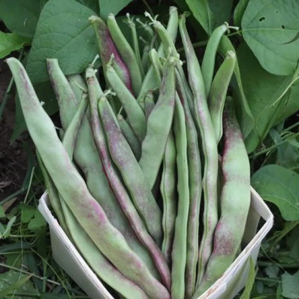 Salkopapu 'Jimenez'