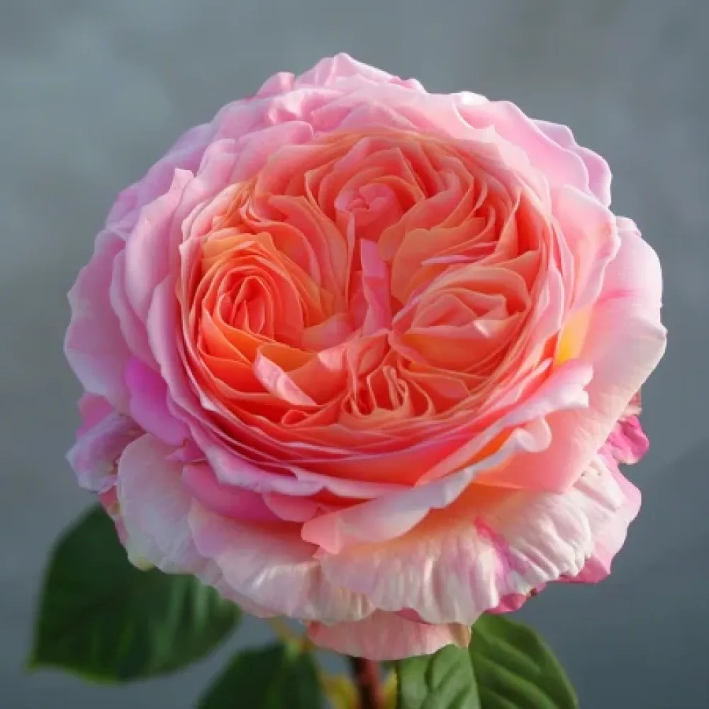Ruusu 'Pearl Rose'
