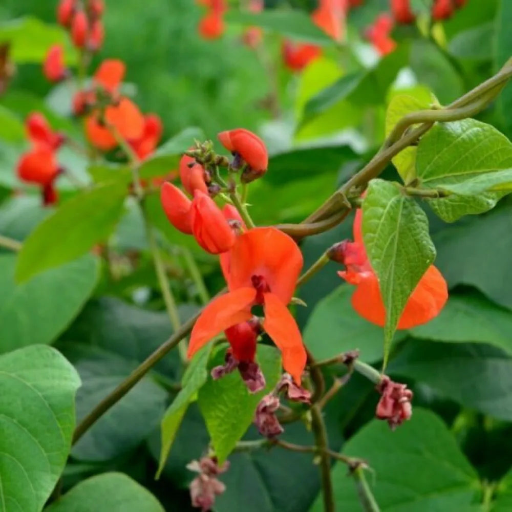 Ruusupapu 'Esparot'