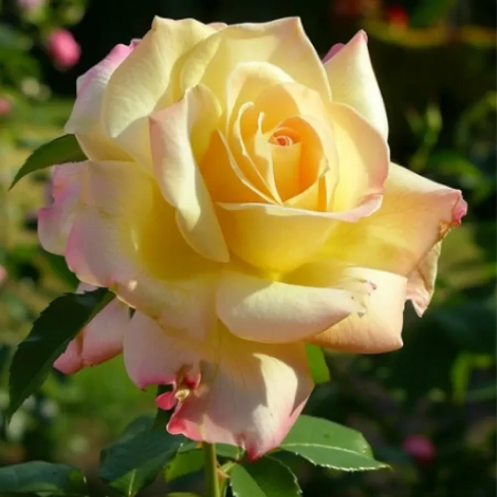 Ruusu 'Golden Rose Dream' – paljasjuurinen