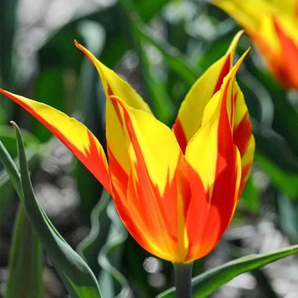 Tulppaani 'Fire Wings'