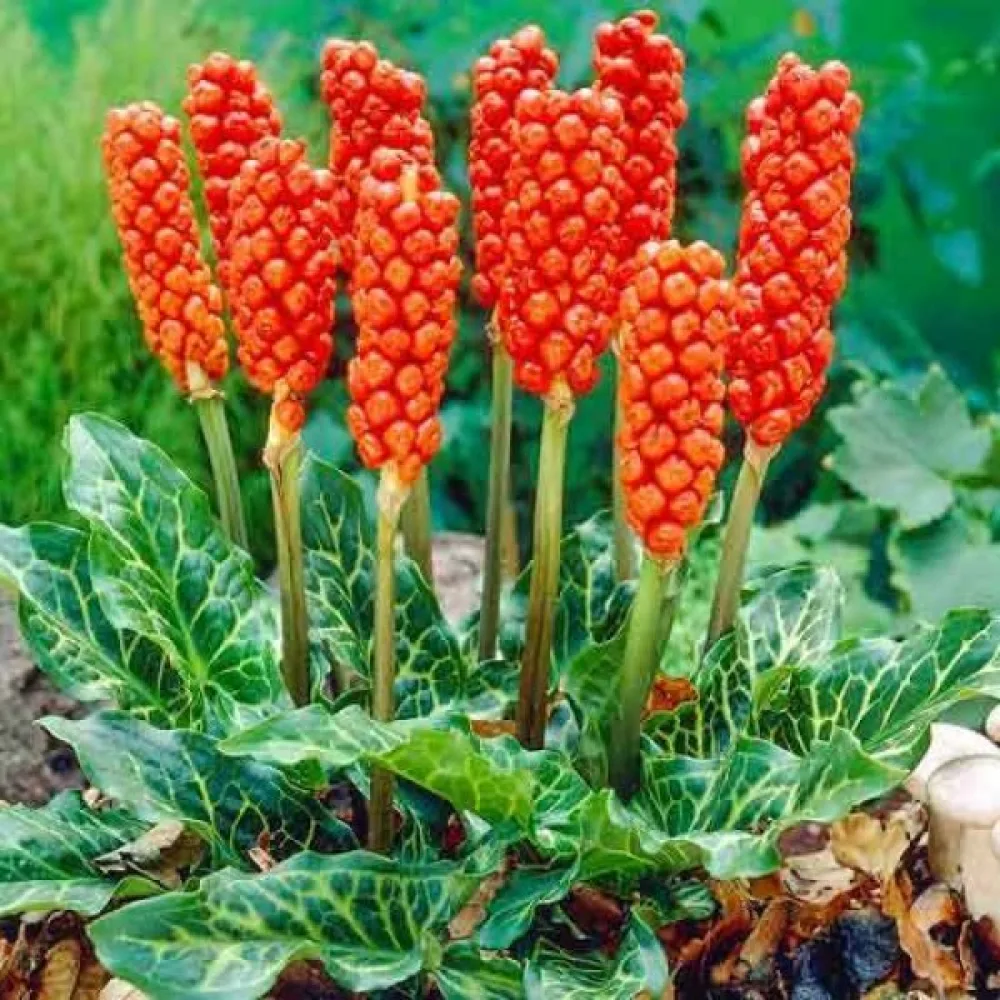 Italianmunkinhuppu Arum italicum