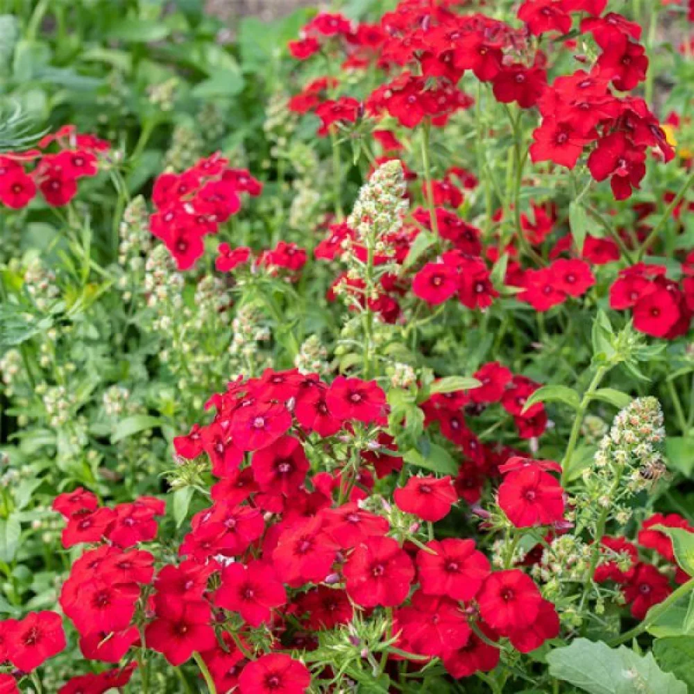 Kesäleimu 'Coccinea'