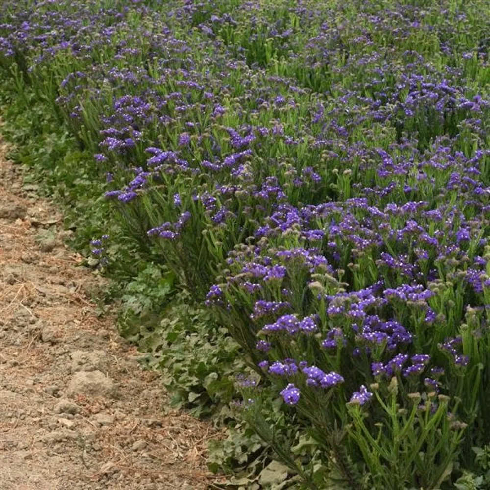 Limonium sinuatum – syvänsininen