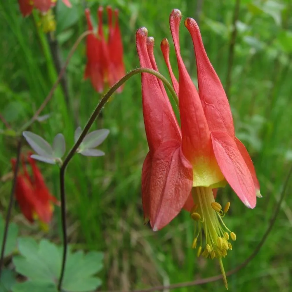 Akileija Aquilegia canadensis – punakeltainen