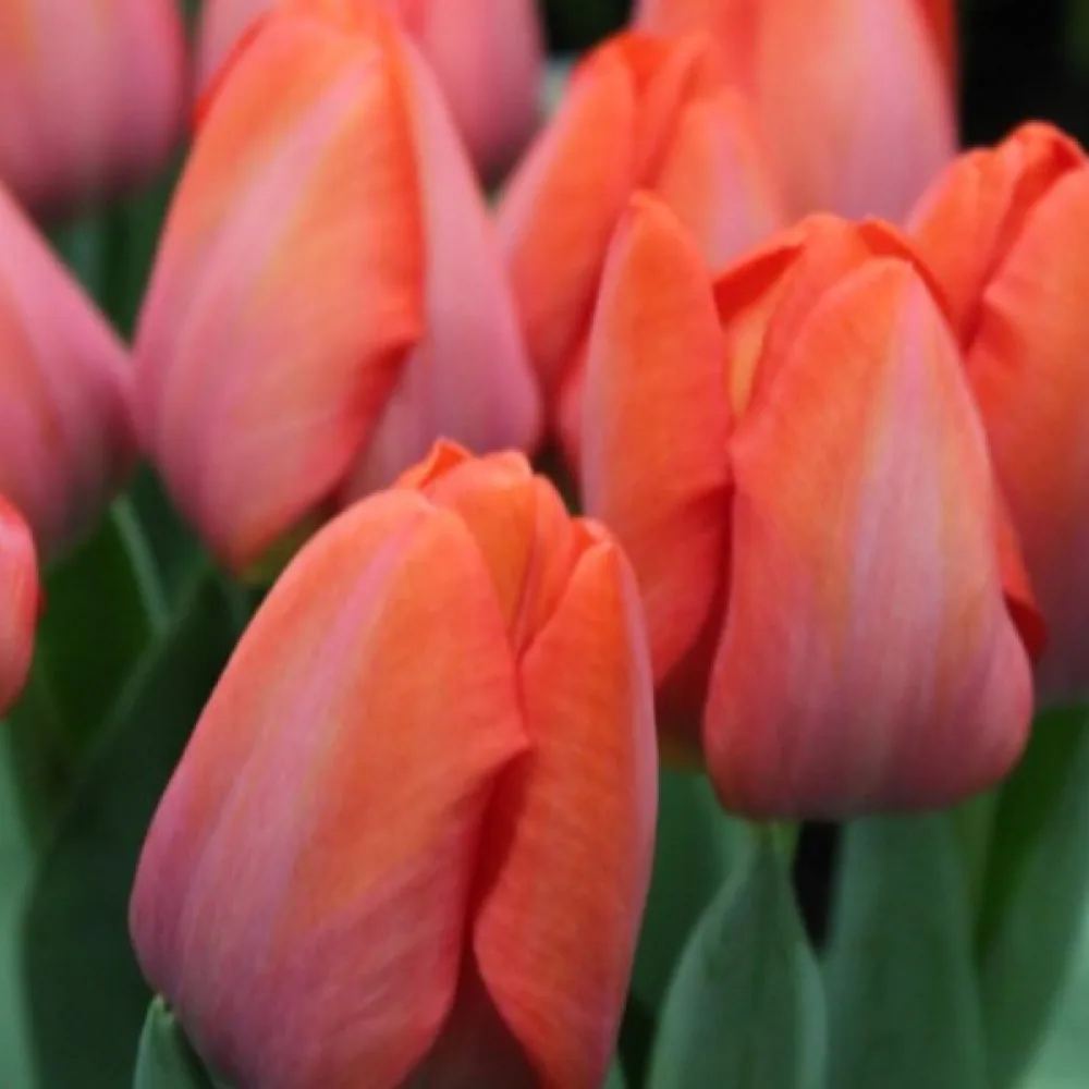 Tulppaani 'Orange Van Eijk'