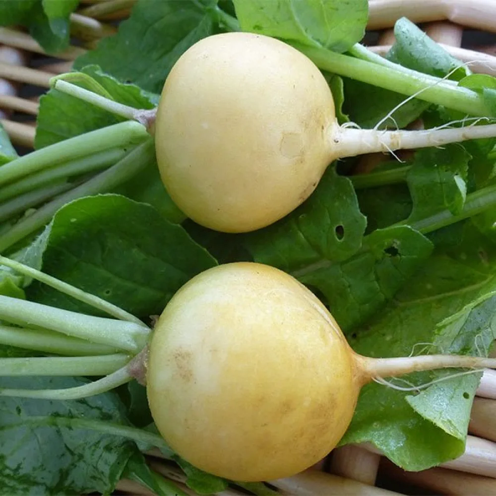 Nauris 'Petrowski'