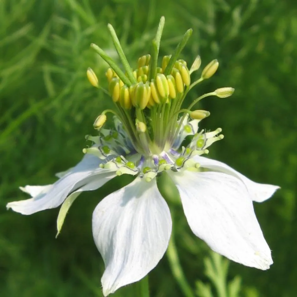 Mustakumina