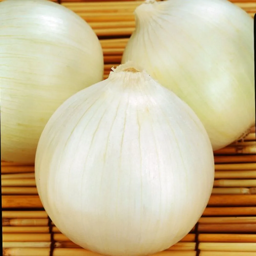 Ruokasipuli 'Tonda Musona'