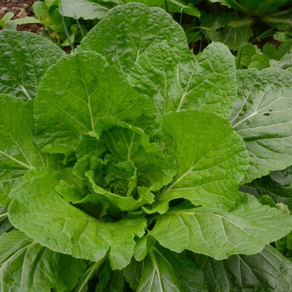 Sareptansinappi 'Florida Broadleaved' versoiksi