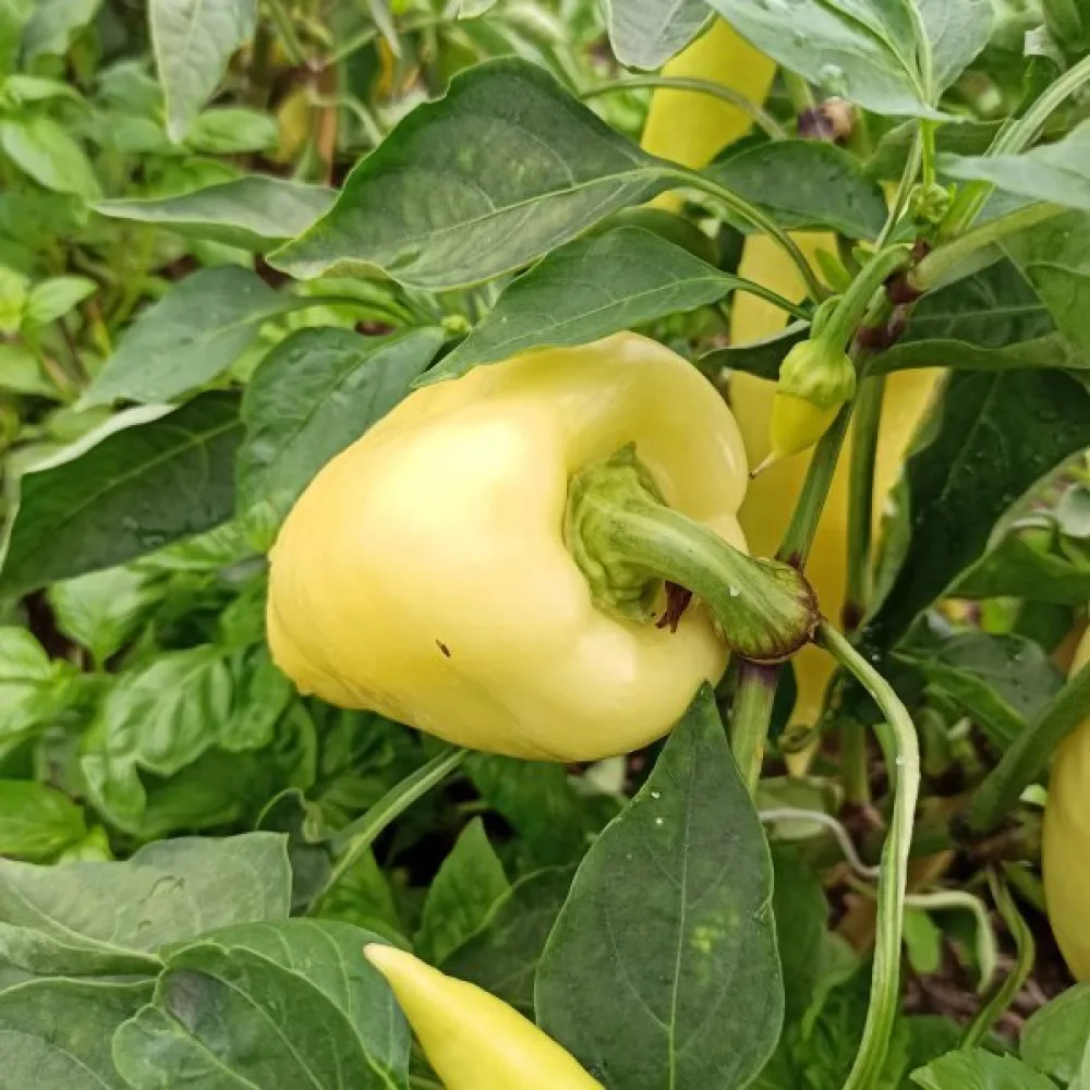 Paprika 'Pusztagold'