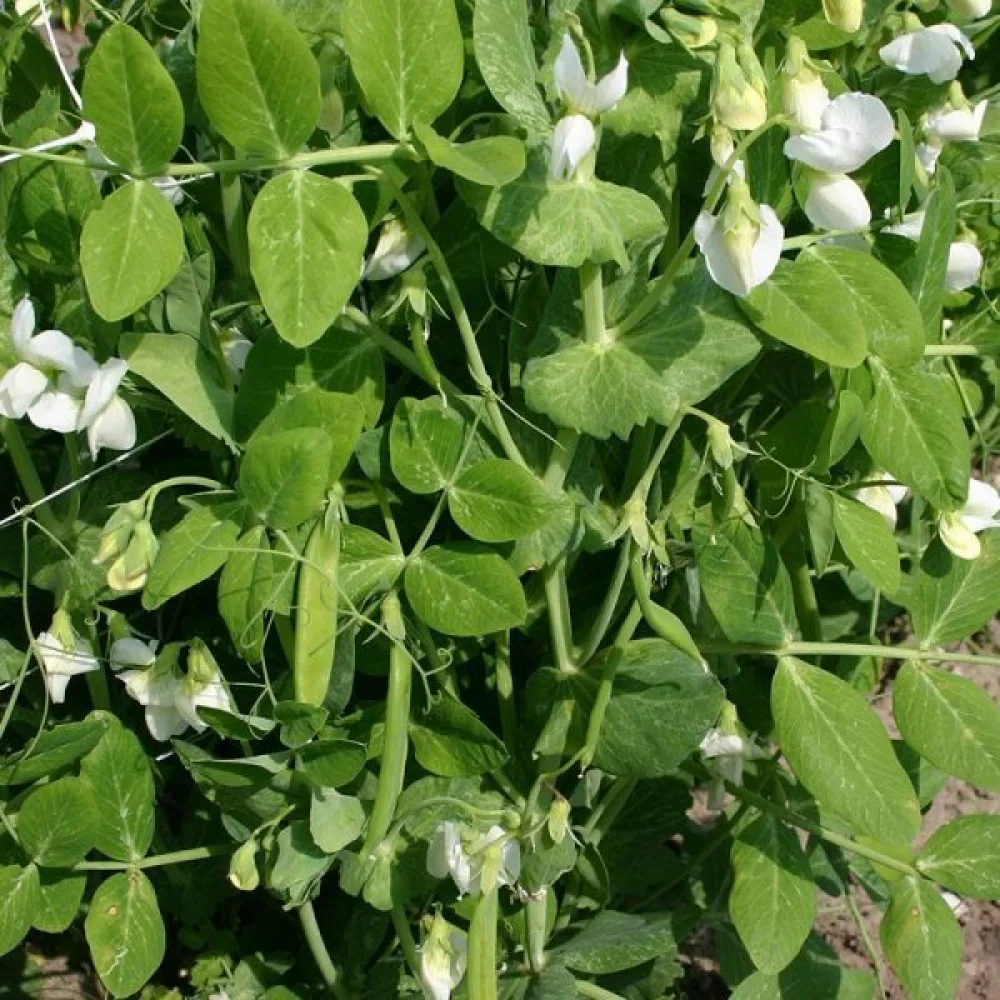Sokeriherne 'Norli'