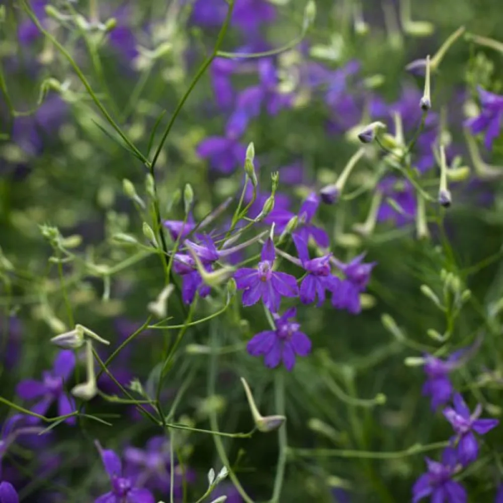 Kesäritarinkannus 'Blue Cloud'