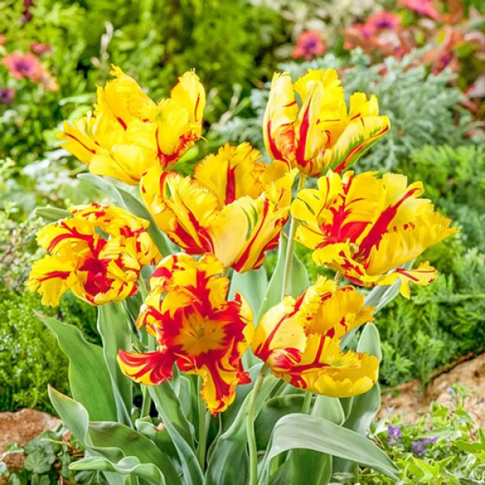 Tulppaani 'Texas Flame'