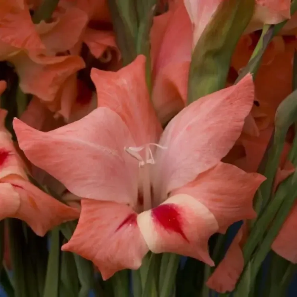Miekkalilja 'Nathalie'