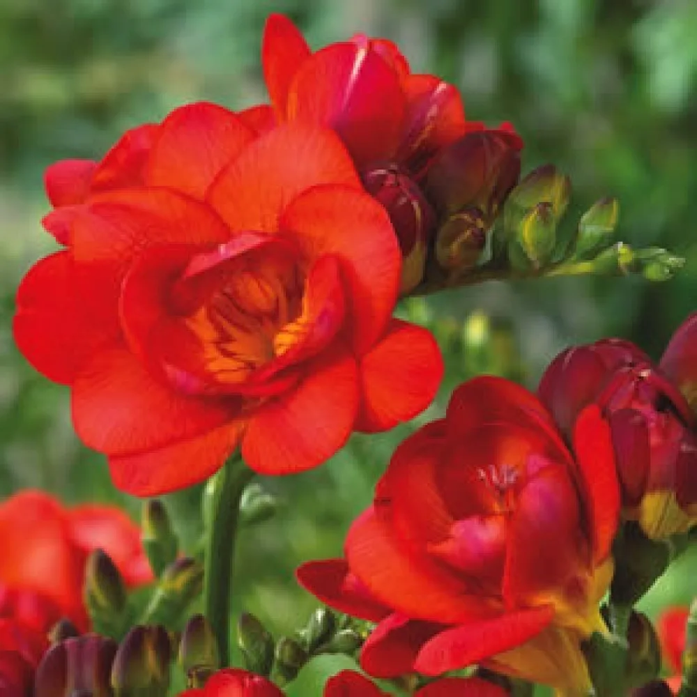 Freesia 'Double red'