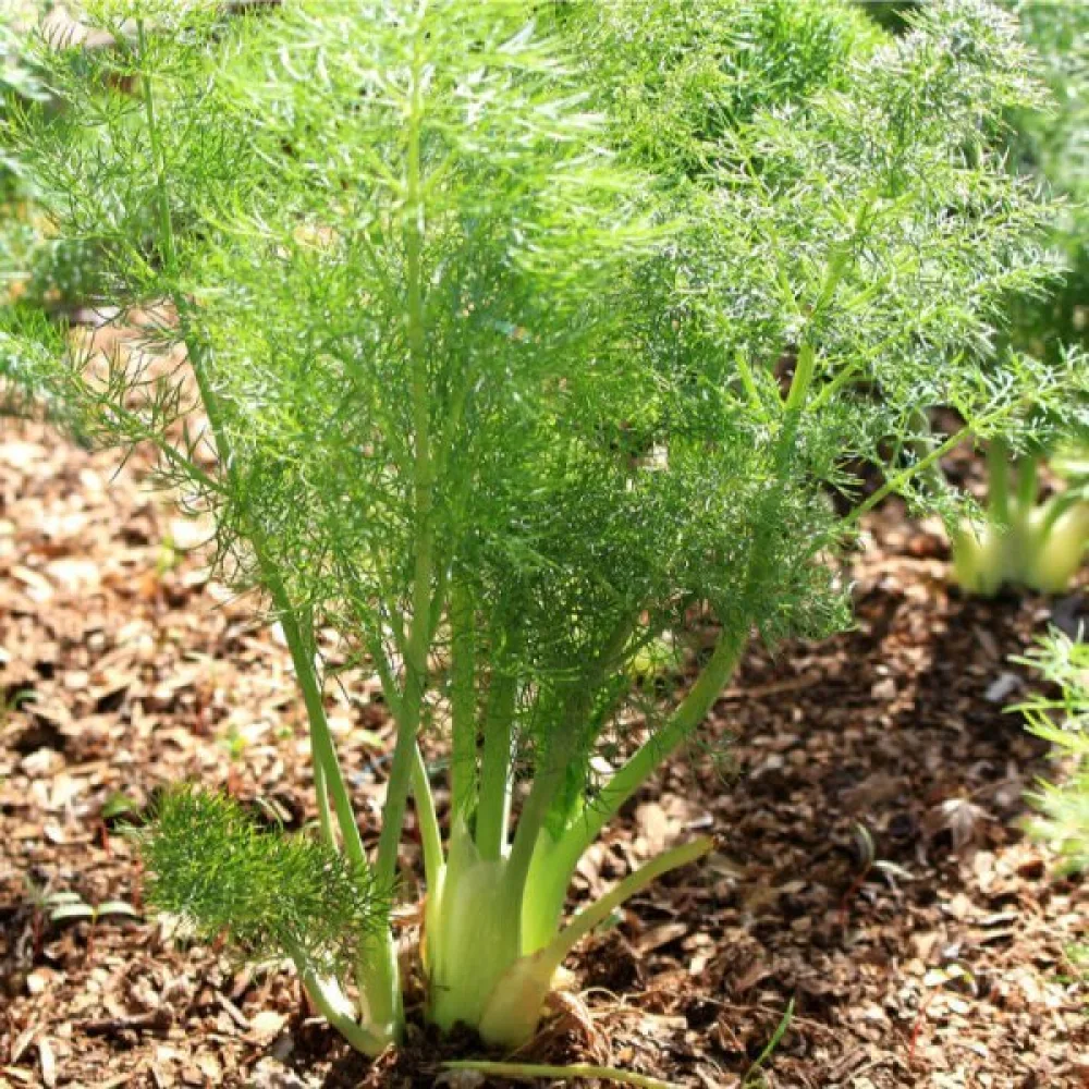 Fenkoli 'Geant Mammouth Perfection'