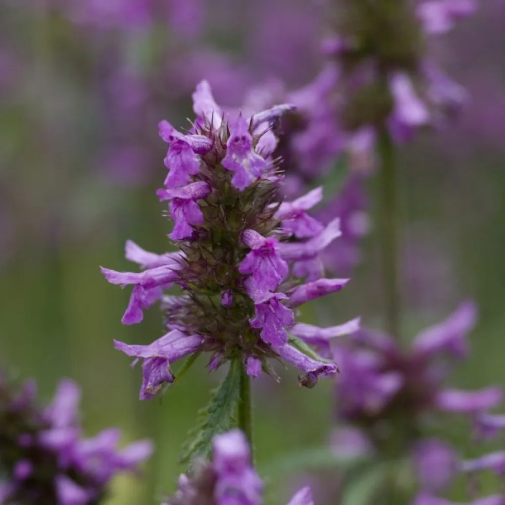 Rohtopähkämö Betonica officinalis
