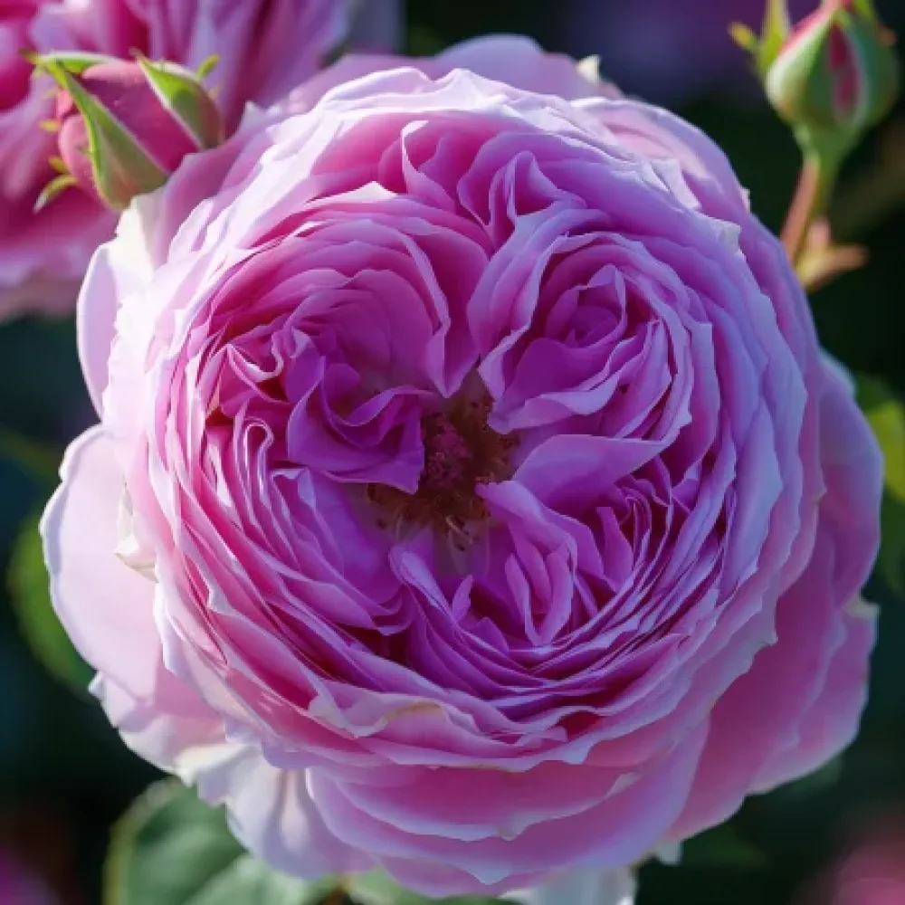 Ruusu 'Pink Magic' – paljasjuurinen