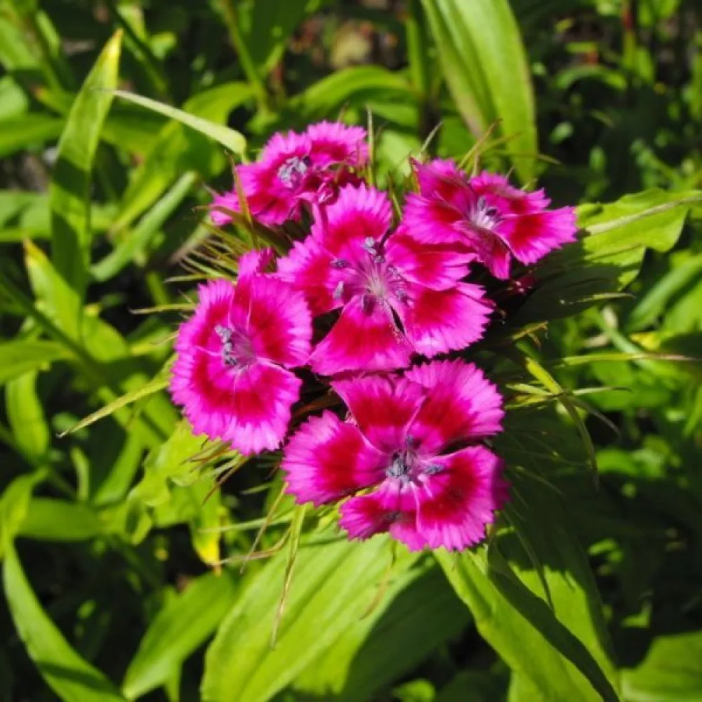 Harjaneilikka 'Oeschberg' – violetti
