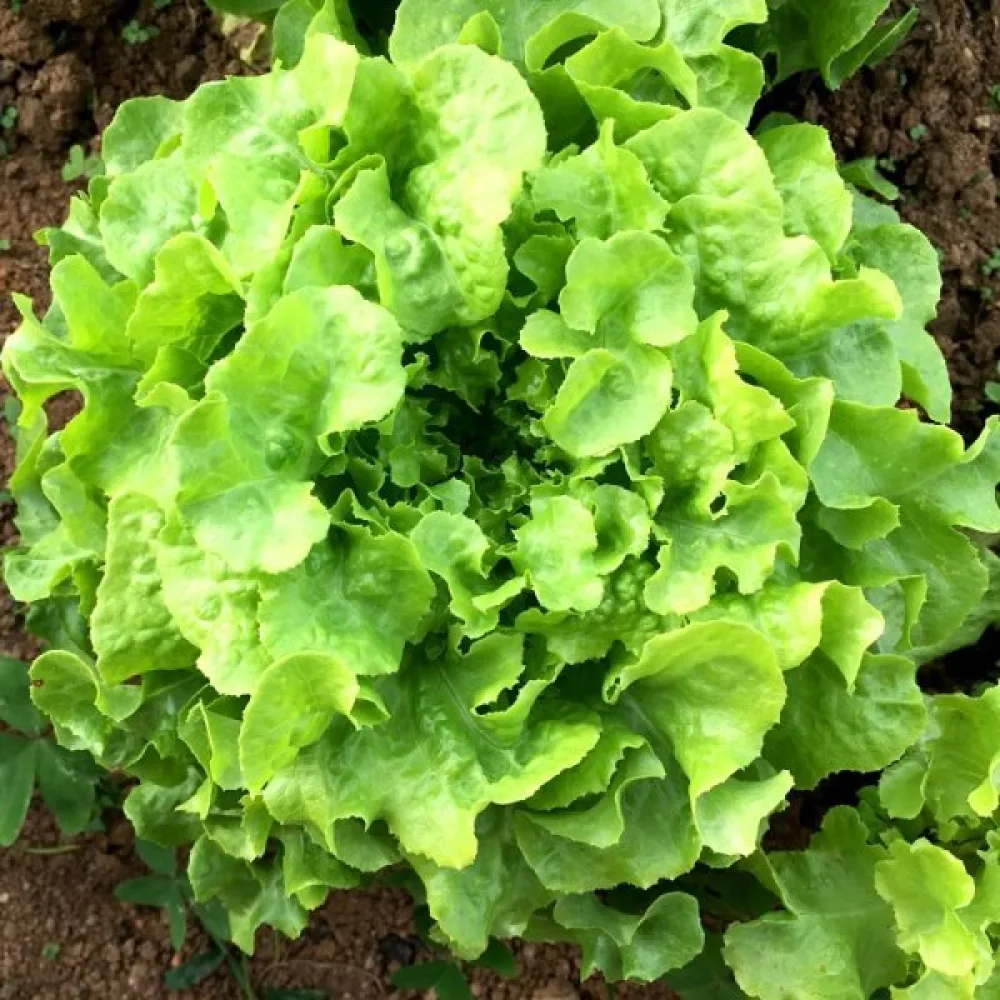 Baby leaf -salaatti 'Bionda a Foglia di Quercia'