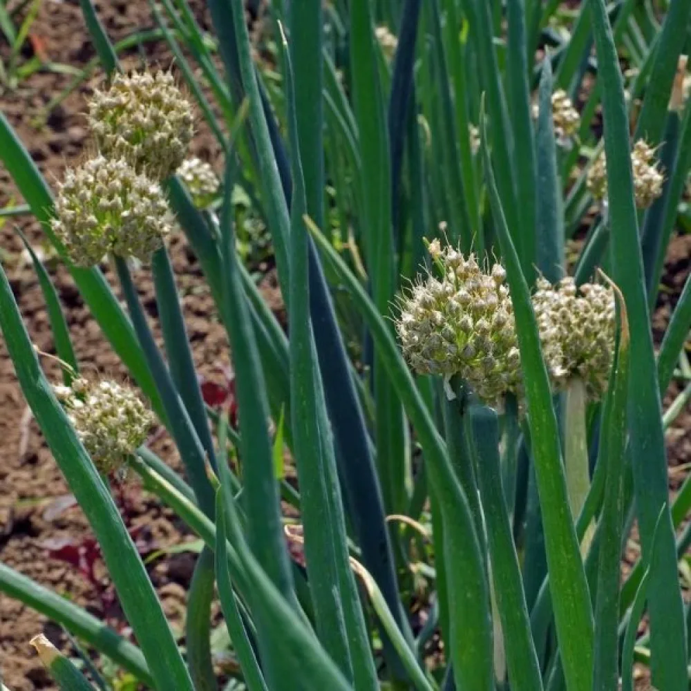 Talvisipuli Allium fistulosum