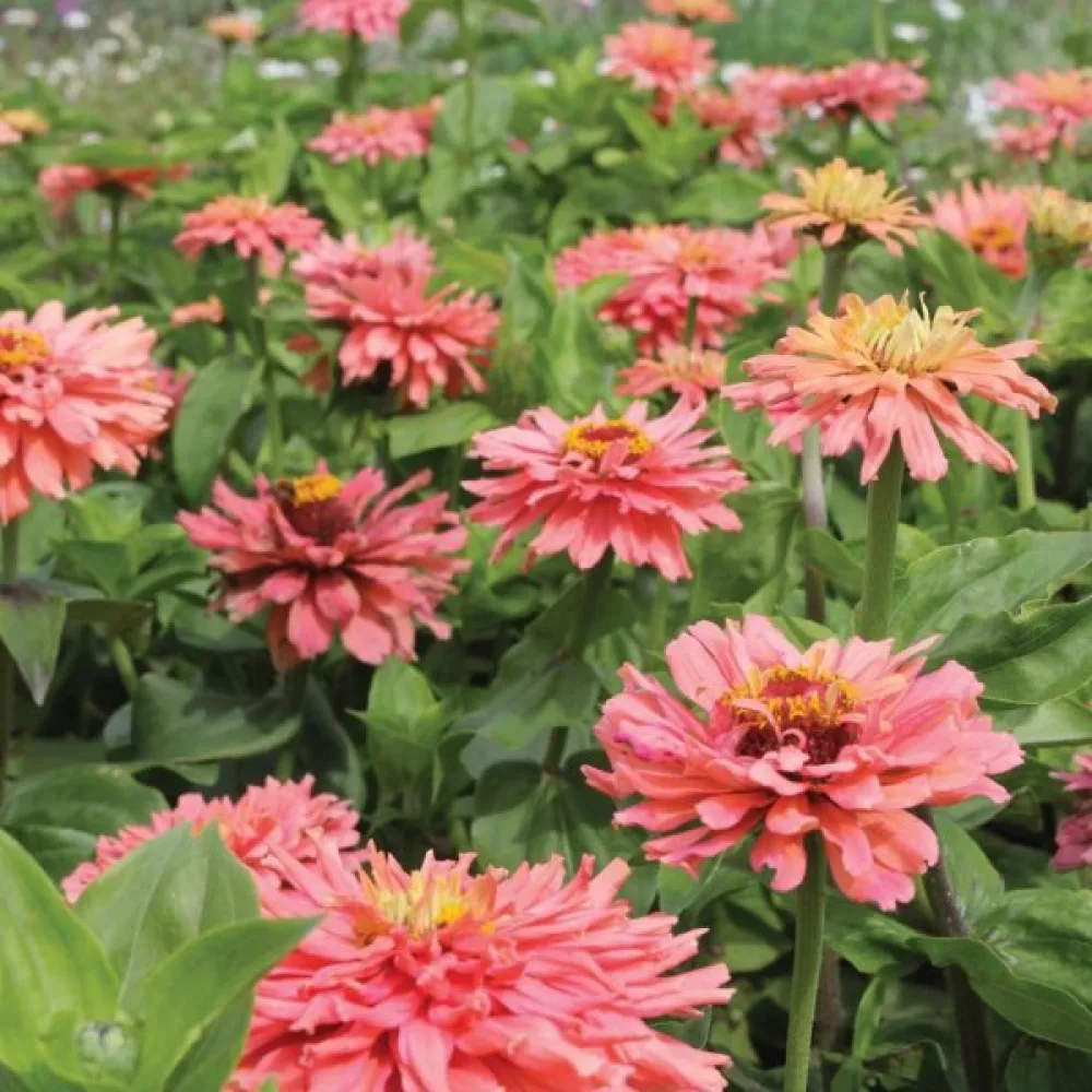 Tsinnia 'Senorita'