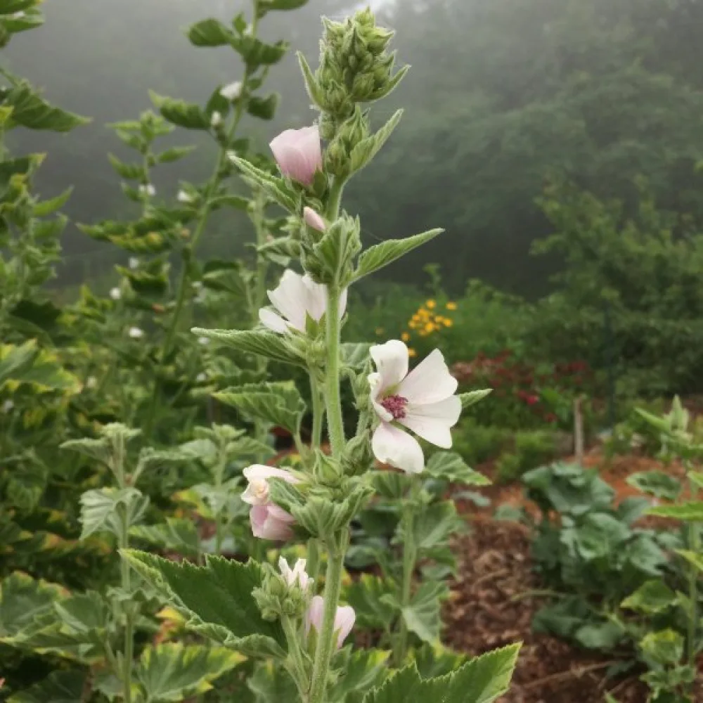 Rohtosalkoruusu Althaea officinalis