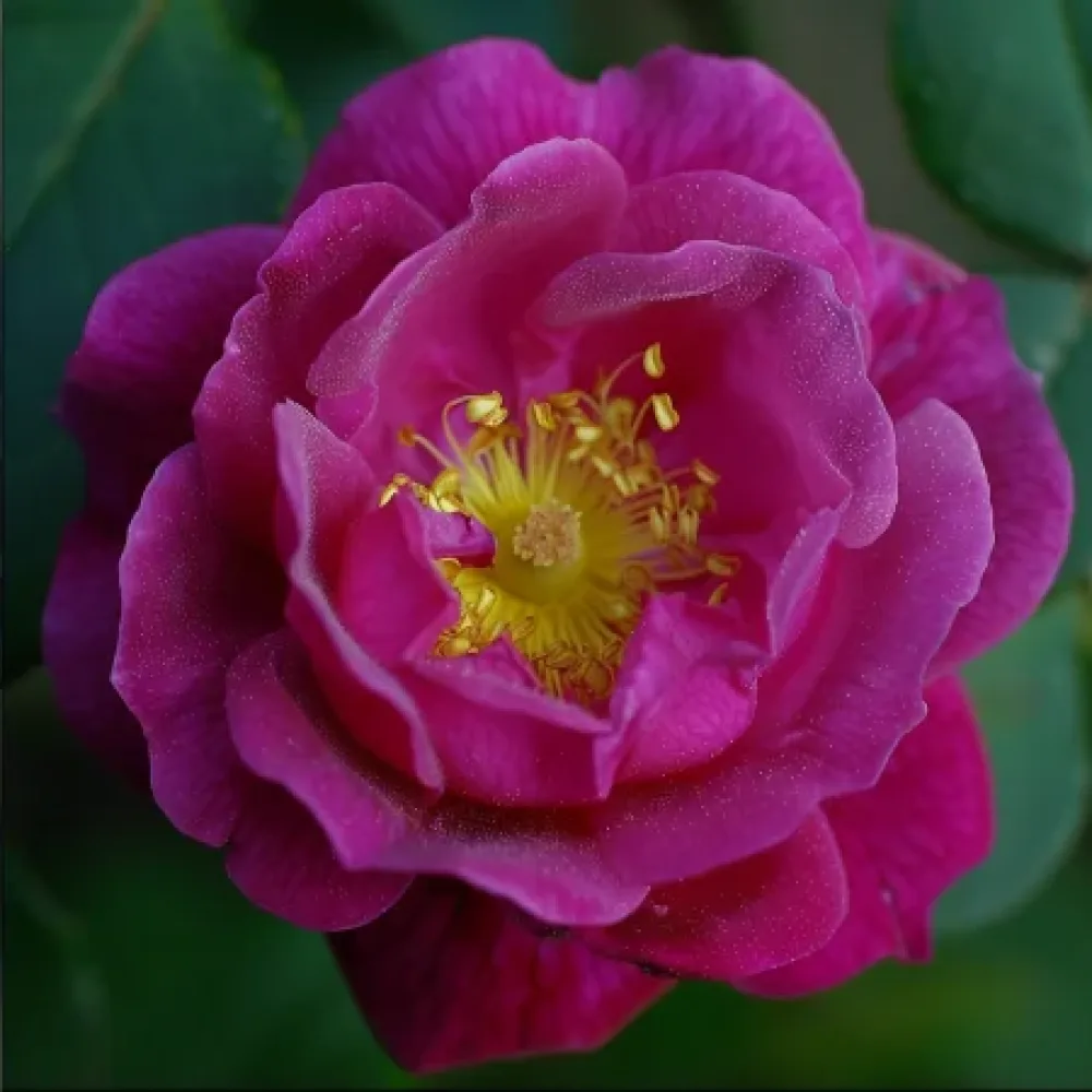 Ruusu 'Bright Tenderness' – paljasjuurinen