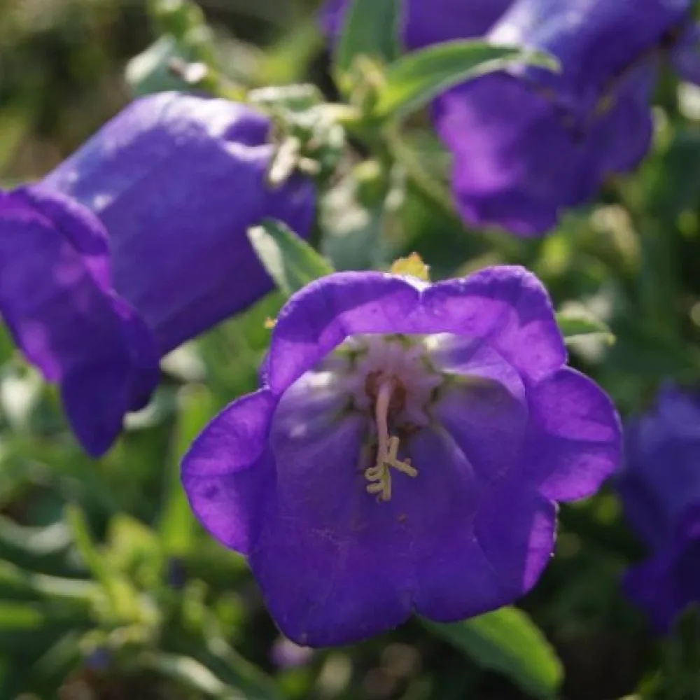 Kartanonkellokukka Campanula medium, tummansininen