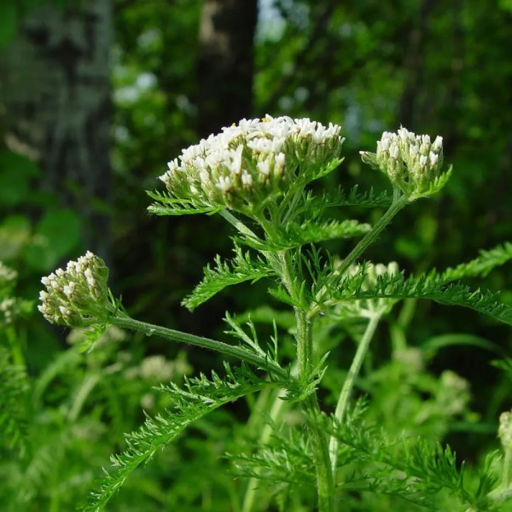 Siankärsämö Achillea millefolium