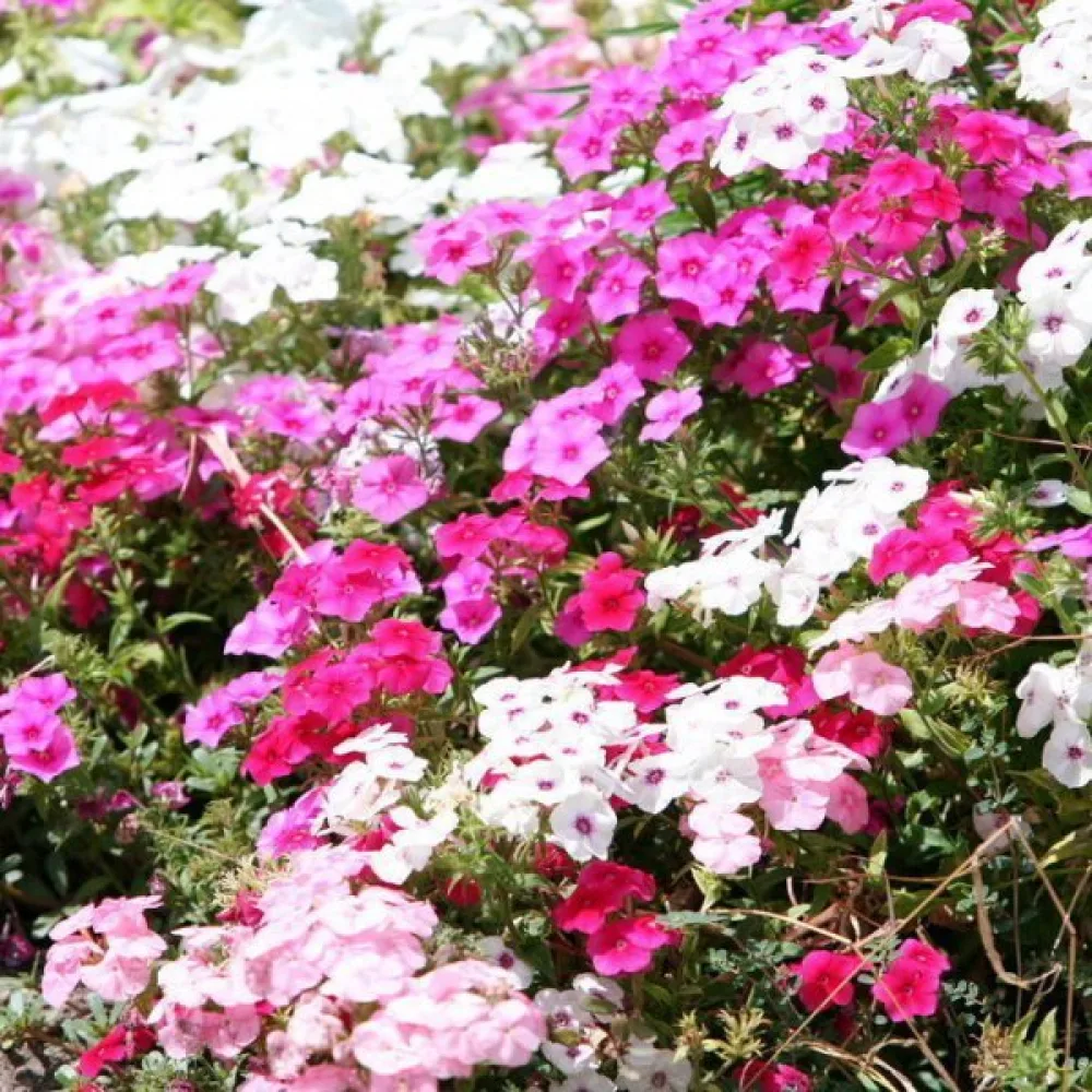 Kesäleimu 'Cecily', pastellisekoitus
