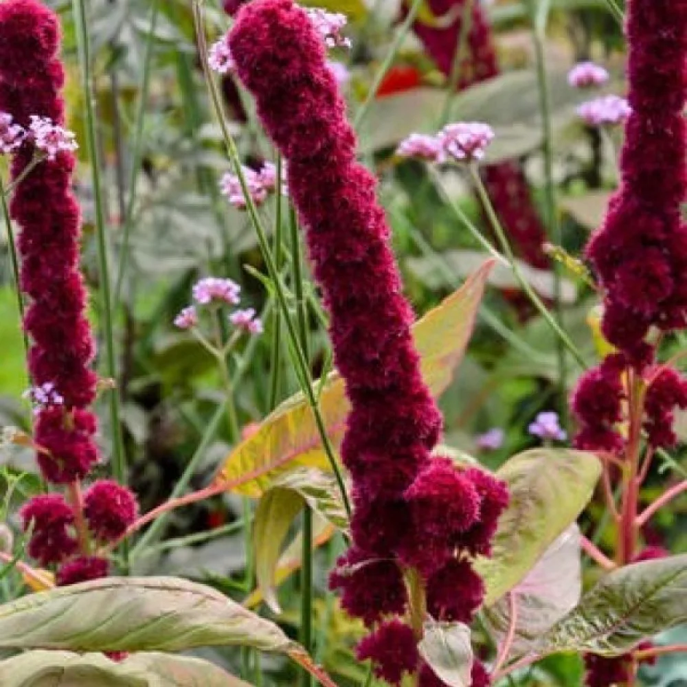 Amarantti 'Tower Red'