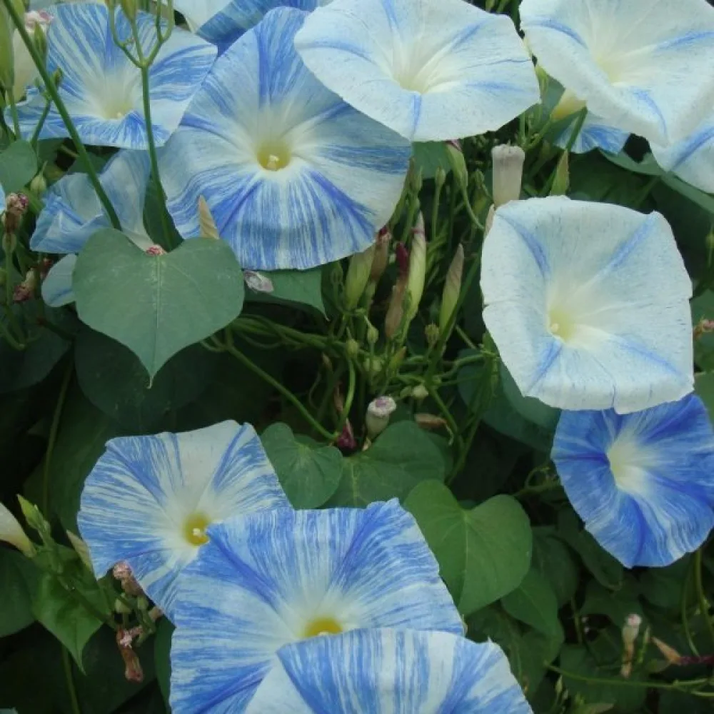 Elämänlanka 'Flying Saucers'