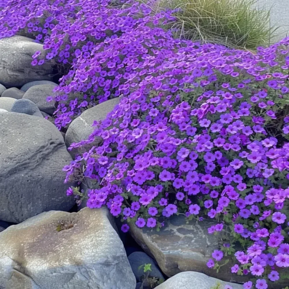Aubrietia 'Cascade Purple'