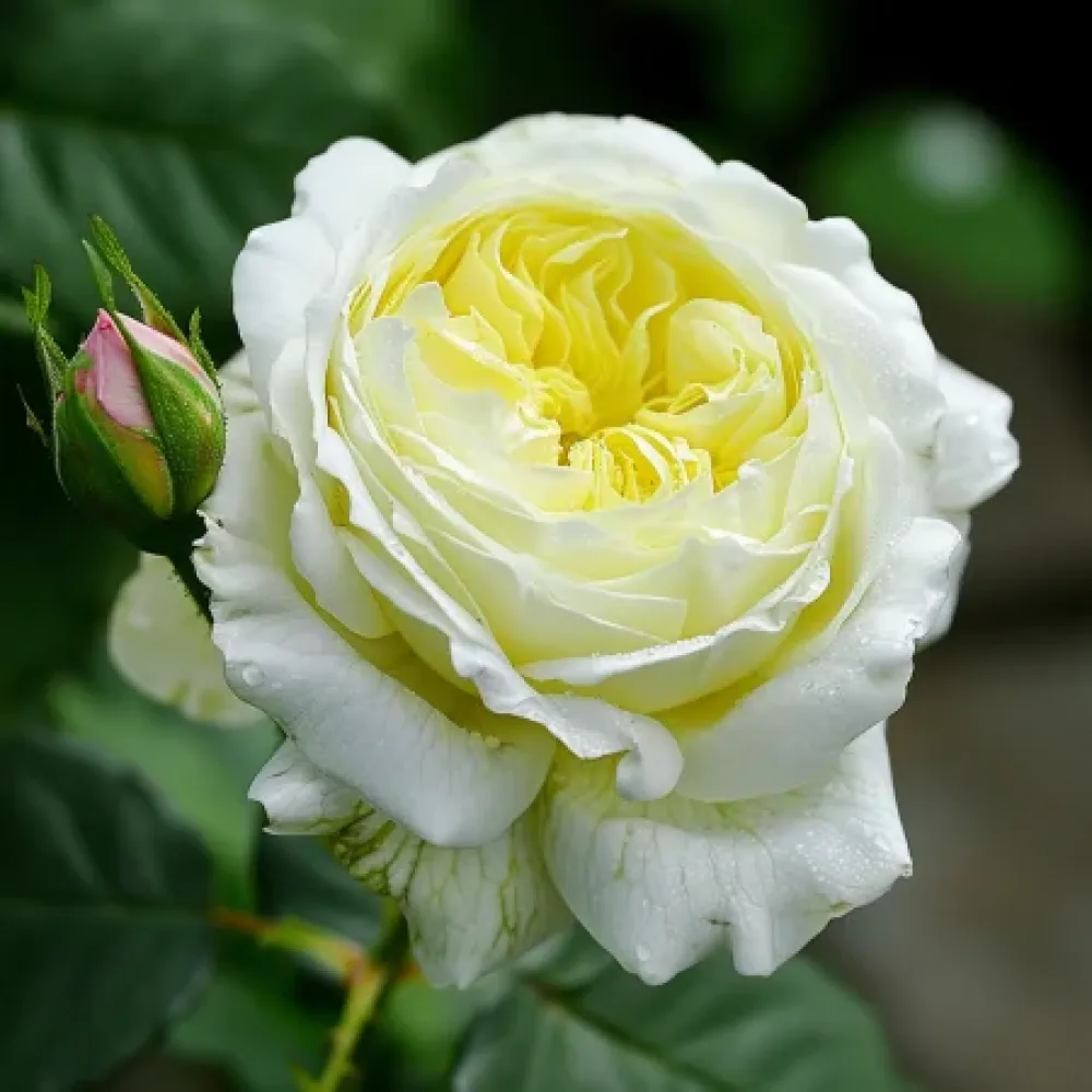 Ruusu 'Creamy Paths'