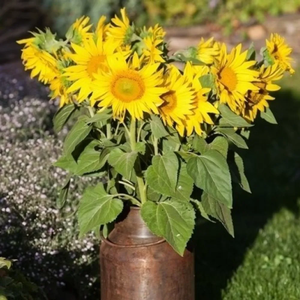 Auringonkukka 'Polino Gold'