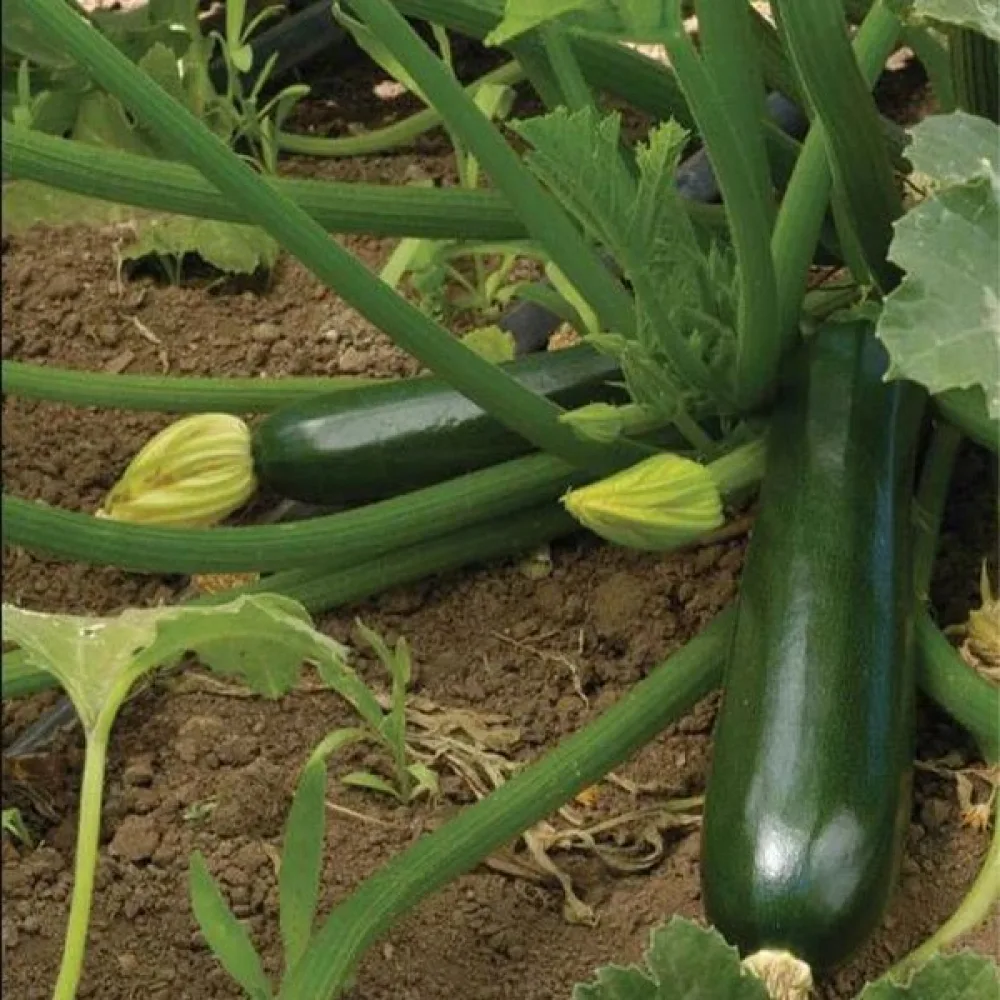 Kesäkurpitsa 'Black Beauty'