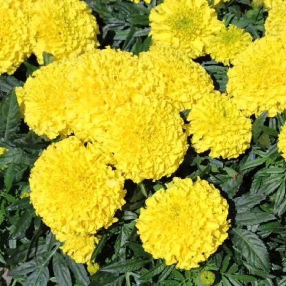 Ruusukesamettikukka 'Gypsy Sunshine'