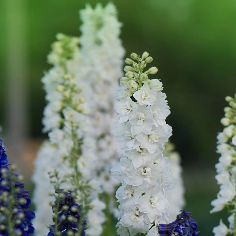 Kesäkukonkannus 'White King' – valkoinen