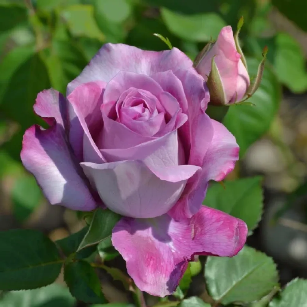 Ruusu 'Tropical Harmony' – paljasjuurinen