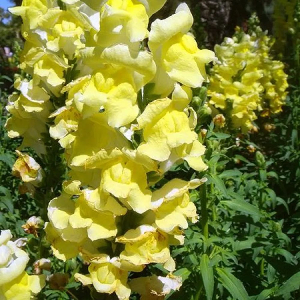 Leijonankita 'Eldorado'