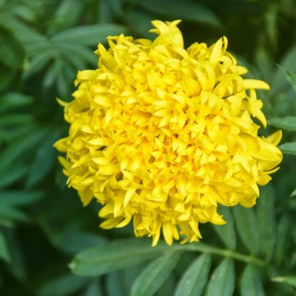 Kookossamettikukka 'Fantastic Sulphur Yellow'