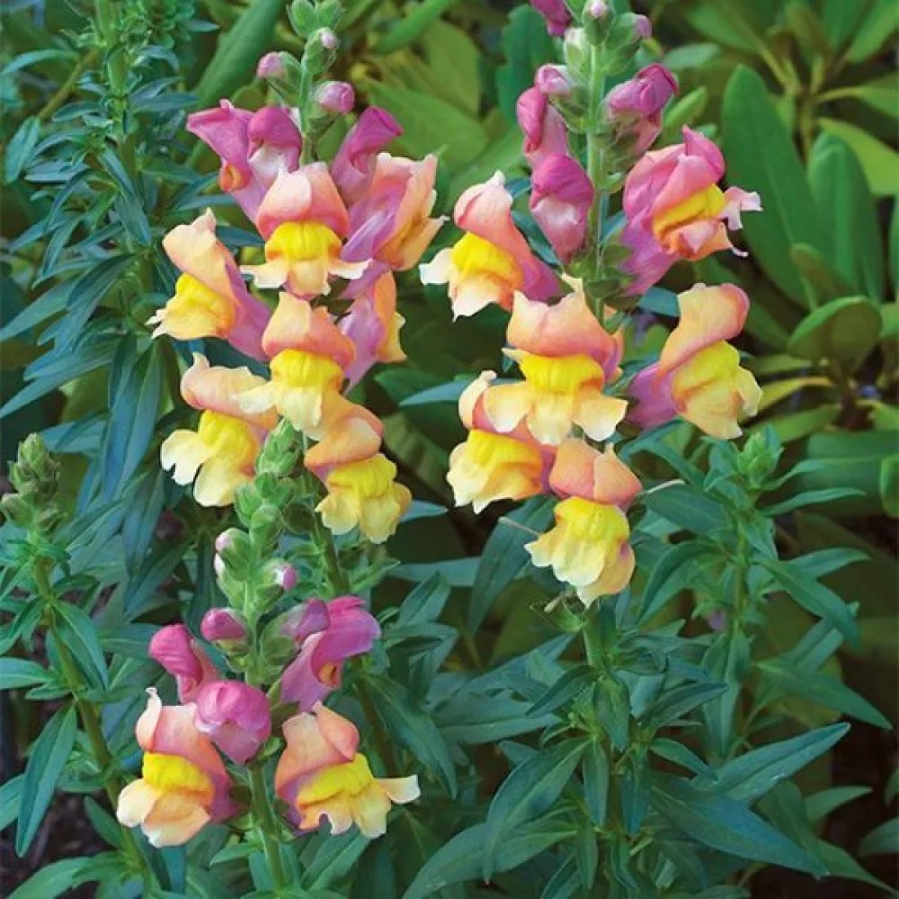 Leijonankita 'Orange Wonder'