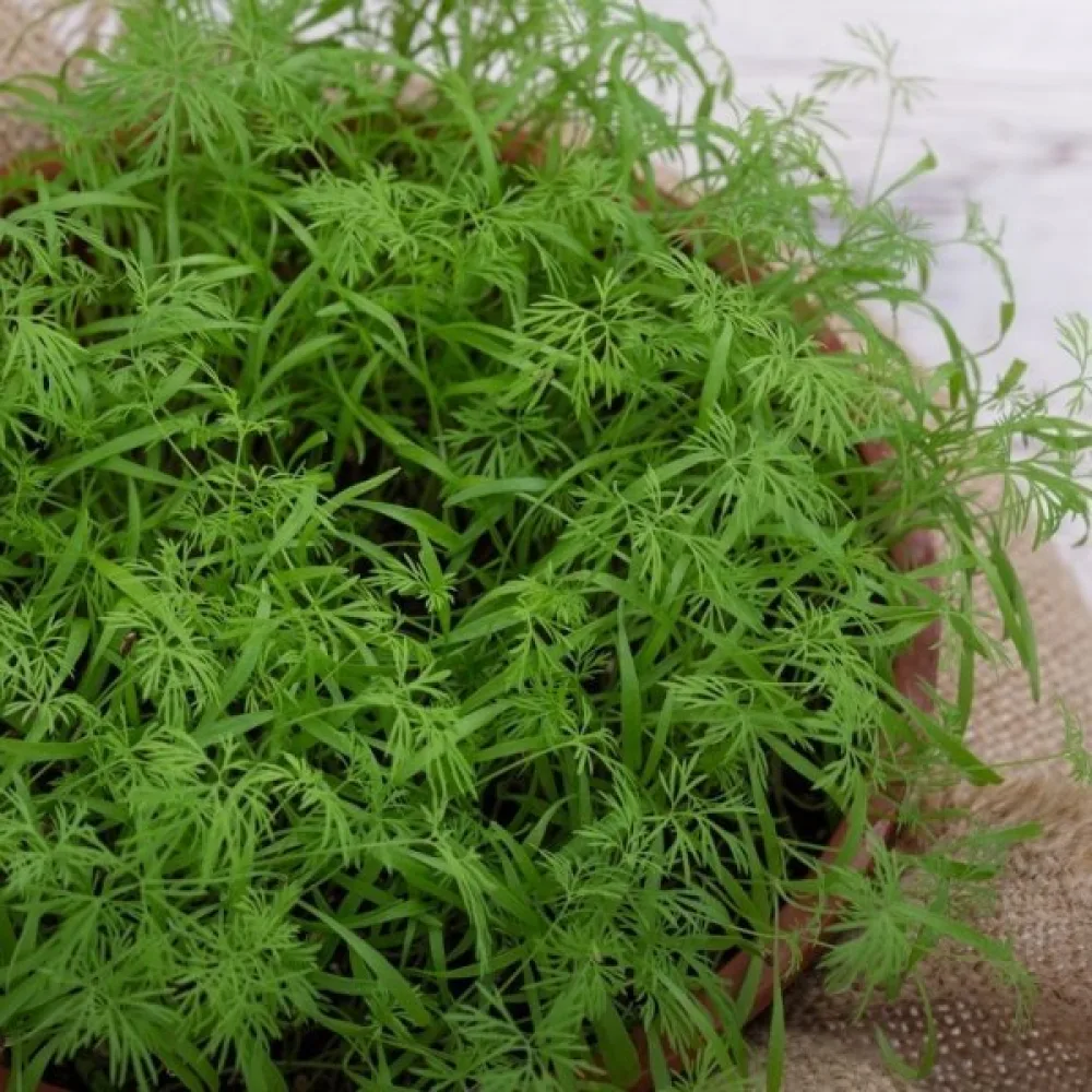Tilli 'Lukullus'
